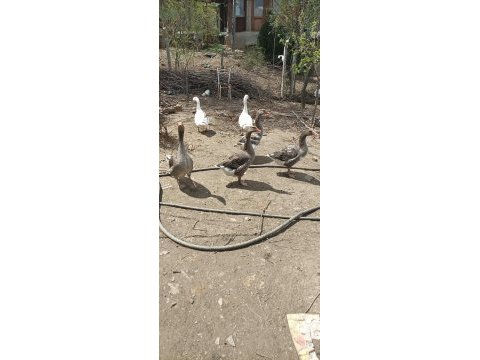 Doğal kaz damızlık