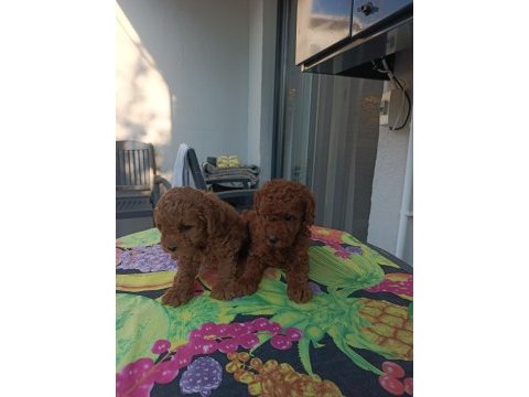 Kore kan safkan toy poodle bebekler