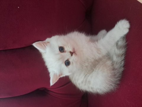 Mükemmel güzellik kedilere yuva ol