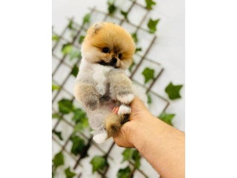 Federasyon kayıtlı orjinal pomeranian boo