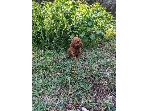Toypoodle bebekler 