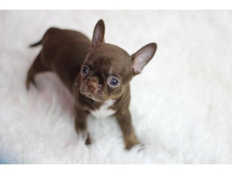 Show teacup chocolate chihuahua