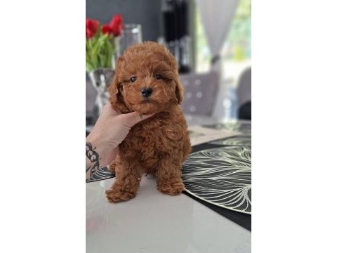 Toy poodle yavrularımız 