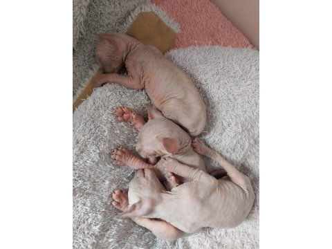 3 adet yavru 1 adet anne sfenks kedimiz