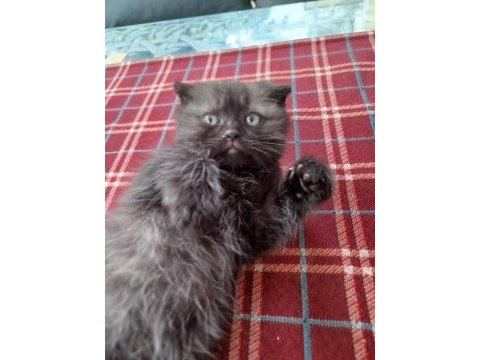 Scottish fold yavrumuz