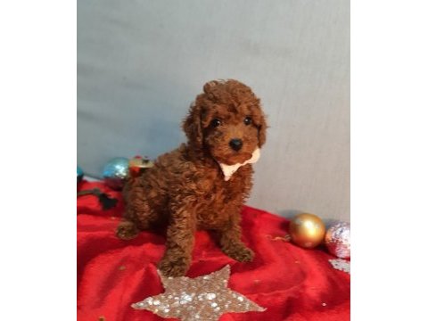 Irk ve sağlık garanti orijinal anne altından poodle