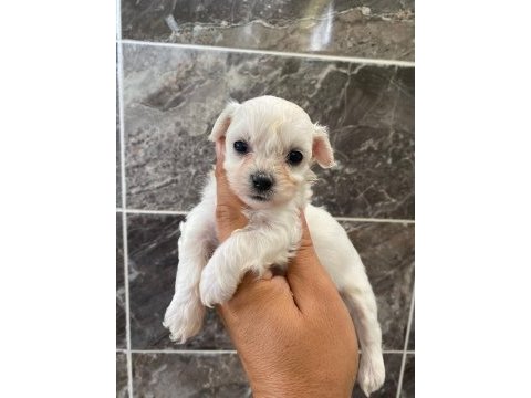 Orjinal kar beyaz bichon frise yavrular 