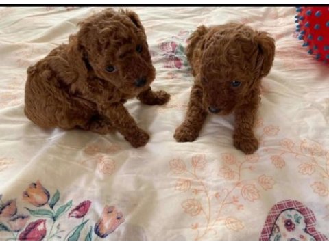 Toy poodle yavrularımız