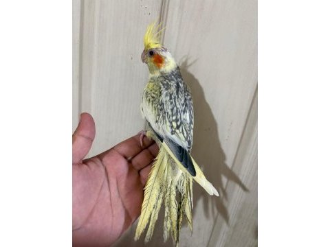 62 günlük kusursuz sultan papağanı bebek