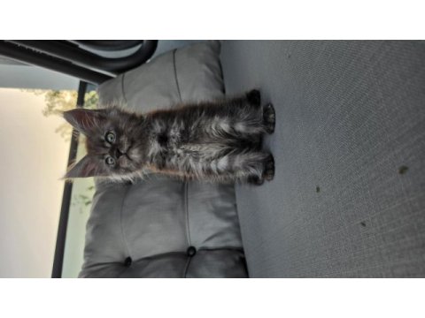 Uyguna dev maine coon