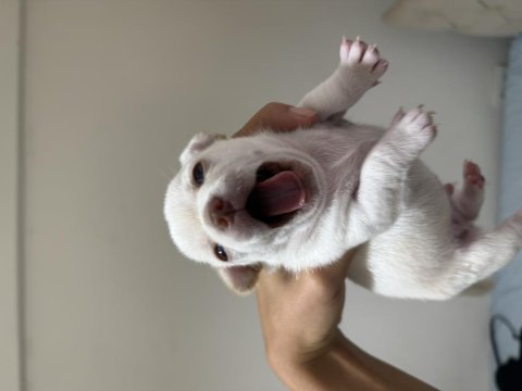 Teacup chihuahua yavruları beyaz erkek maskeli dişi