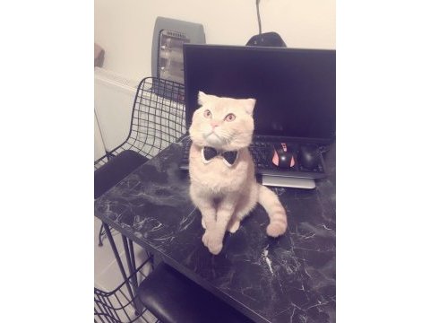 2 aylık scottish fold blue point