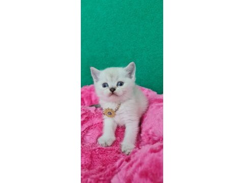 Bluepoint british shorthair