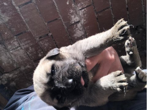 Kangal köpekler 1 aylık aslan yavruları