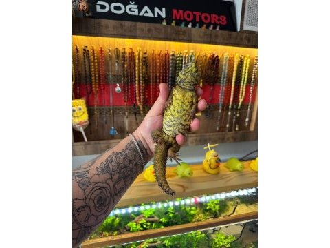 Uromastyx geyri - uromastyx dispar flavifasciata
