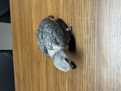 Yeme düşmüş el besleme yavru jako