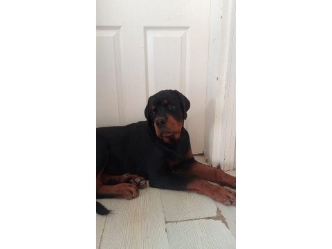 A şecere türkiye grand şampiyonu rottweiler