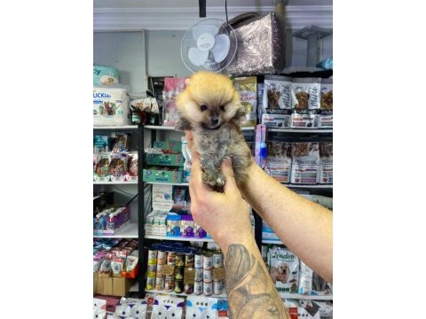 Pomeranian dişi erkek yavrularımız