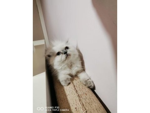 Dünya tatlısı scottish fold yavrular sahiplerini bekliyor
