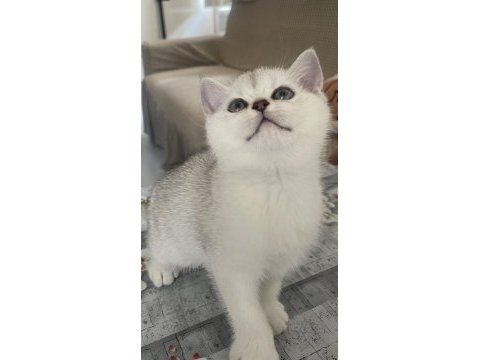 British shorthair silver ns11