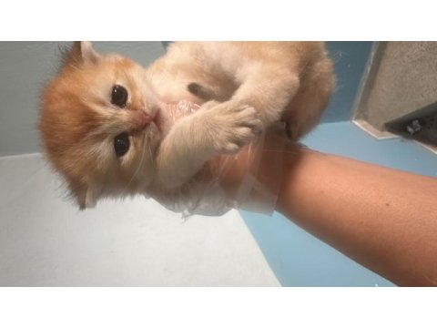 British shorthair golden dişi yavru