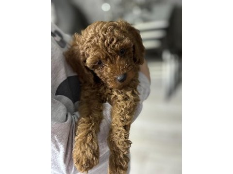 Orjinal kore toy poodle erkek üst kalite ırk garantili