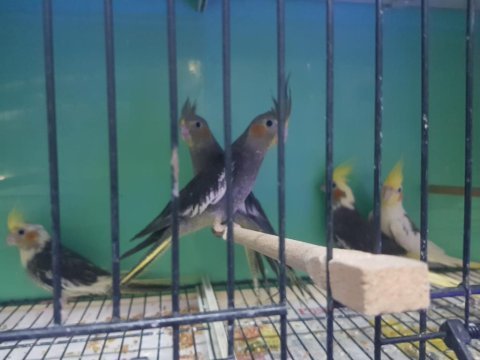 Yavru ve damızlık sultan papağanları