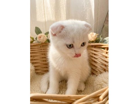 Yeşil gözlü pamuk şekerler