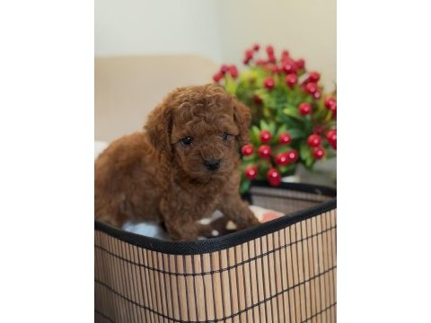 Kore poodle bebeğimiz