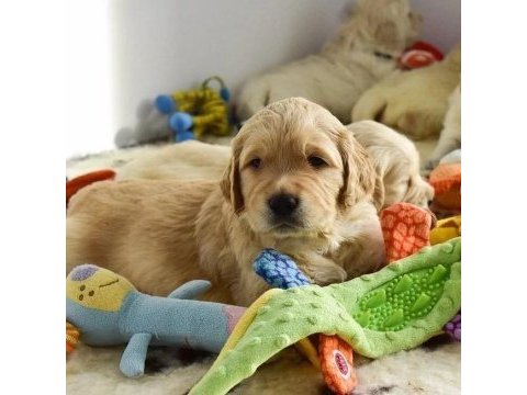 Golden retriever yavruları