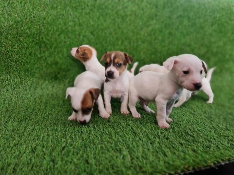 Irk ve sağlık garantili jack russell bebekler