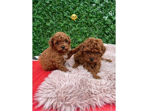 Toy poodle güzellikler
