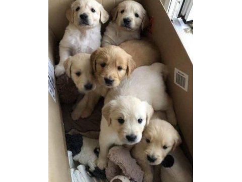 Golden retriever yavrularımız orjinal ev aile dostu