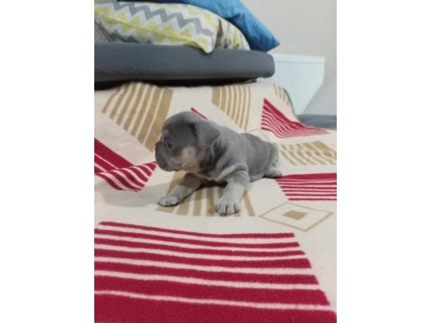 Eğzotic compact french bulldog