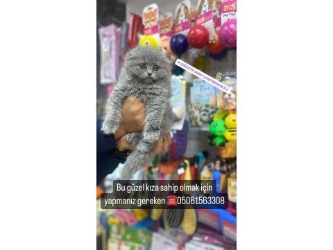 Longhair scottish fold