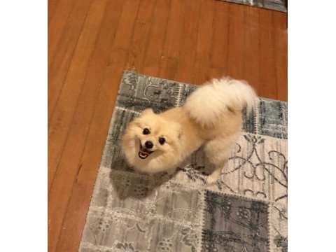 Dişi pomeranian 1.5 yaşında