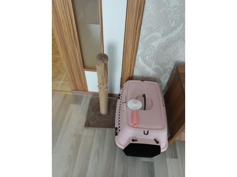 1 yaşında güzel british kedimiz gümüş