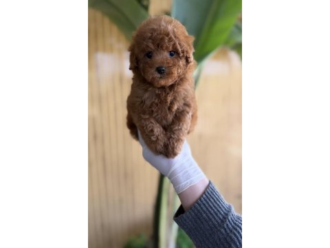 Toy poodle yavru patiler