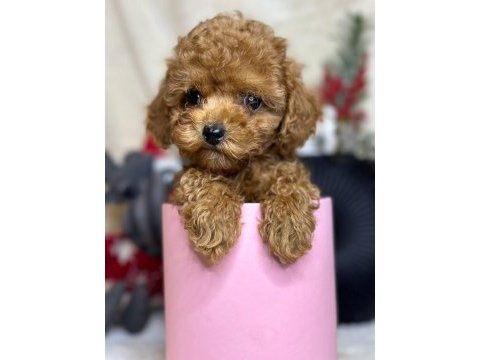 Toy poodle bebekler