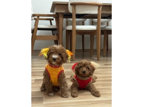 Erkek toy poodle yavrularım aşılı wc eğitimli yaz