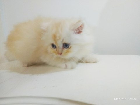 British longhair dişi ve erkek yavrular bursa