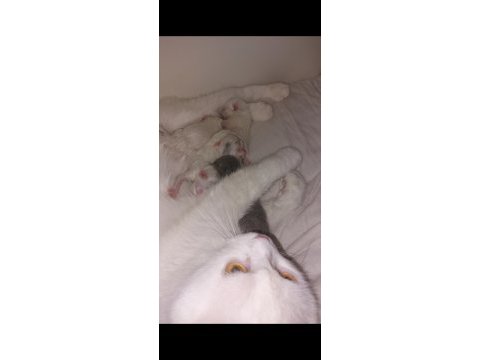 Beyaz anne kedimiz yeni ailesini için hazır scottish fold