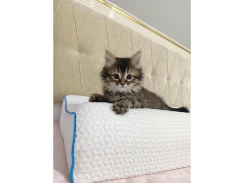 Kırma iran kedisi