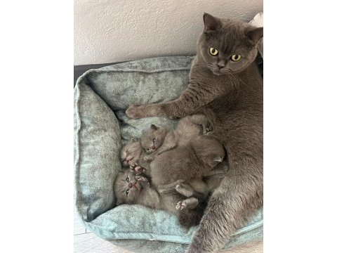 British shorthair yavrular