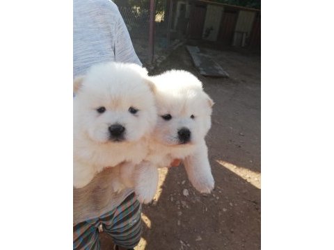 Denizliden chow chow yavrularımız