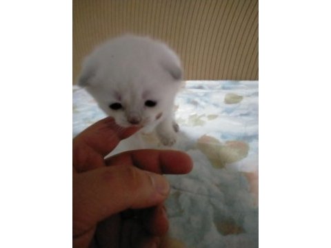 3 haftalık oyuncu scottish fold bebekler