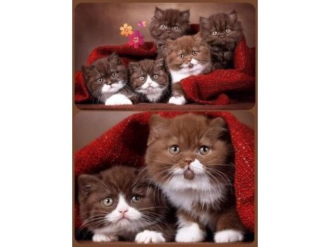British longhair yavrular istanbul avcılar