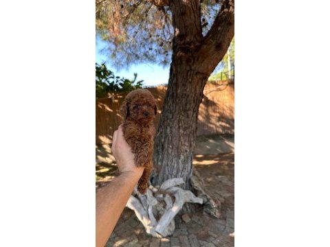 Sağlık ve ırk garantili toy poodle yavrularımız 