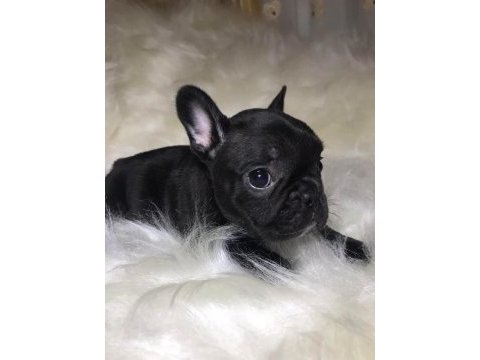 A+ kalite french bulldog yavrularımız