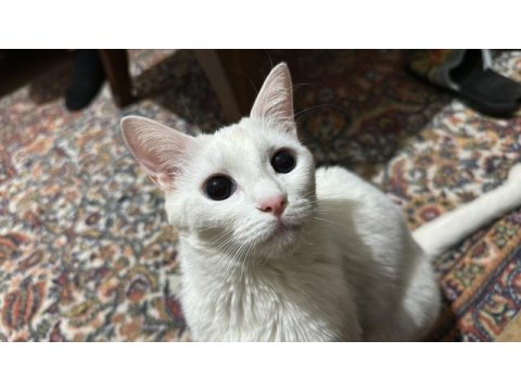 Ankara kedisi dişi 1,5 yaşında